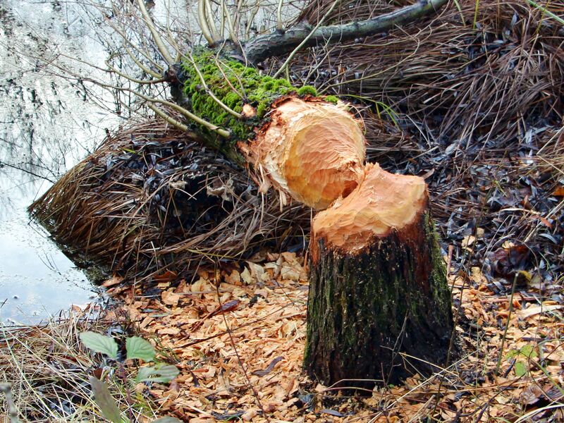 Datei:Sg Fleissiger Biber.jpg