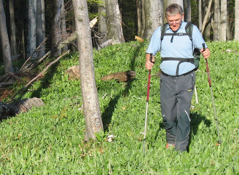 Datei:Im Bärlauch waten.jpg