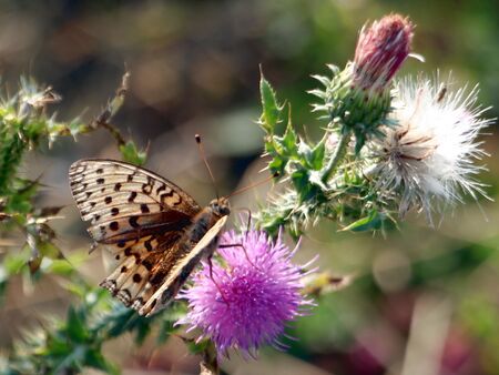 Distel mit Schmetterling - auf der Alm