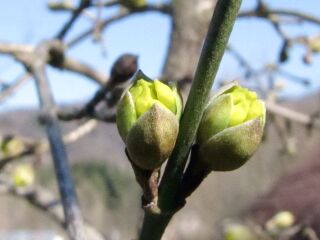 Frühling kommt: erste Dirndlknospen