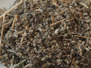 Ungeputzter Hirschhornwegerich Samen