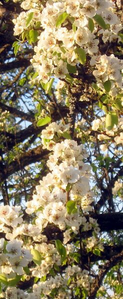 Datei:B-Blütenstreifen senkrecht.jpg