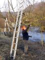 Frieda beim Obstbaum schneiden