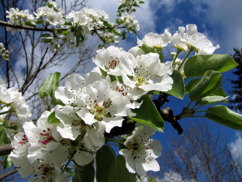 Datei:SG Mostbirnenblüte Frühling.jpg