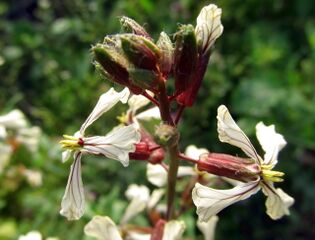 Einjährige Rauke - Ende März im Folientunnel