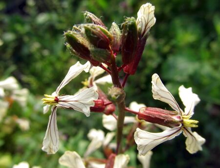 Einjährige Rauke - Ende März