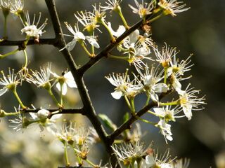 verblühende Schlehe