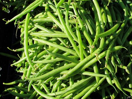 Eigene Bio-Fisolenernte