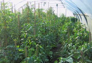 Paradeiser im Folientunnel eins