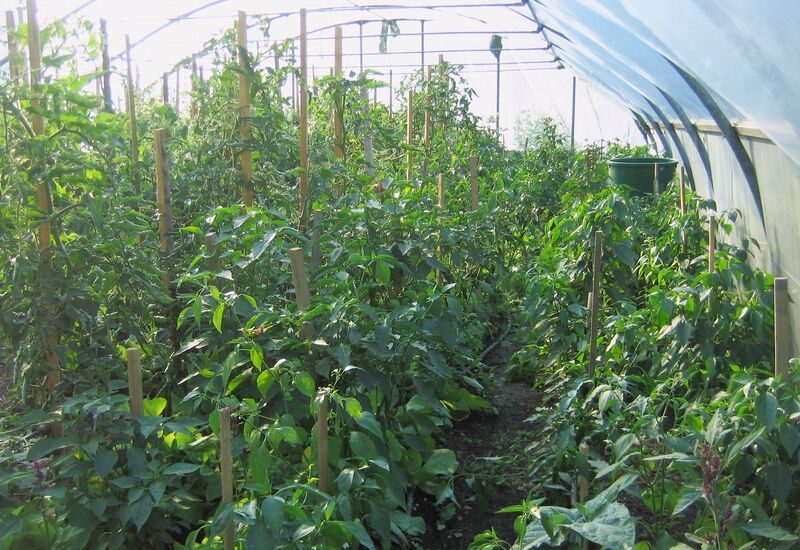 Datei:SG Paradeisertunnel 2009.jpg