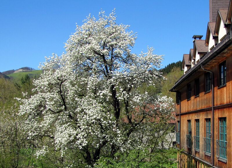 Datei:SH SGH Blüte Speckbirn.jpg