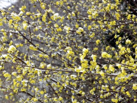 Dirndlblüten im Schnee