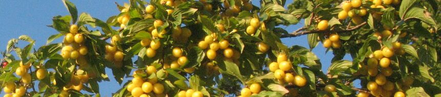 Gelbe Dirndln am Strauch