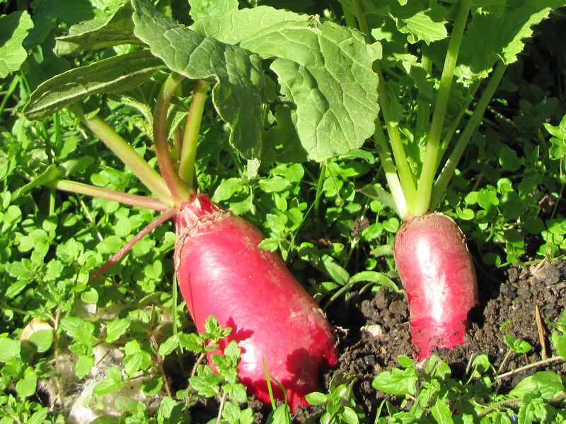 Datei:SG 2 Radi rot .jpg