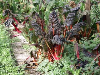 Roter Mangold im Spätherbst