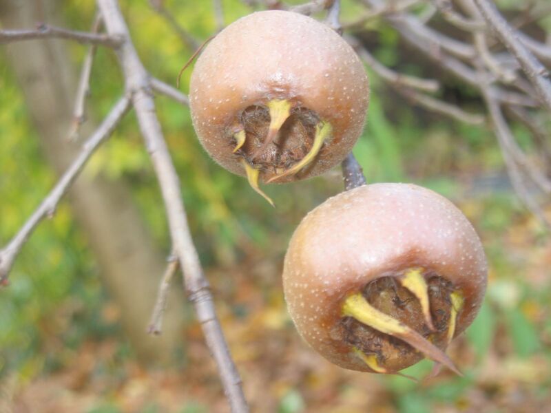 Datei:Zwei Asperl.jpg