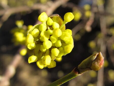 Dirndlblüte Knospe 17.3. 2012