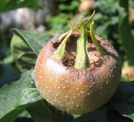 Asperl - eines der Rosengewächse