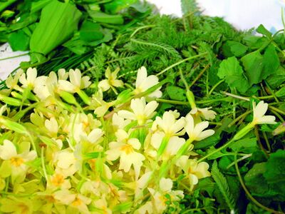 Kräuter und Primel für die Steinschaler Küche