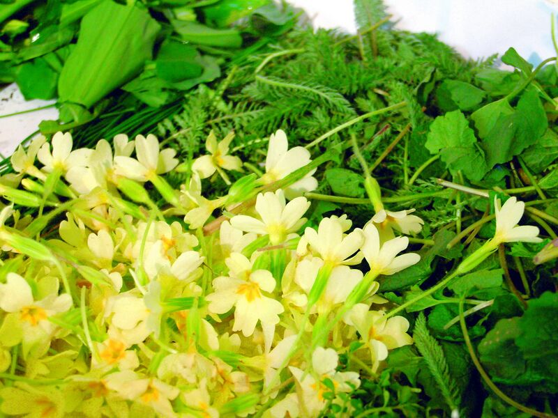 Datei:SG Kräuter Primel.jpg