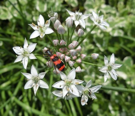 Zottiger Bienenkäfer
