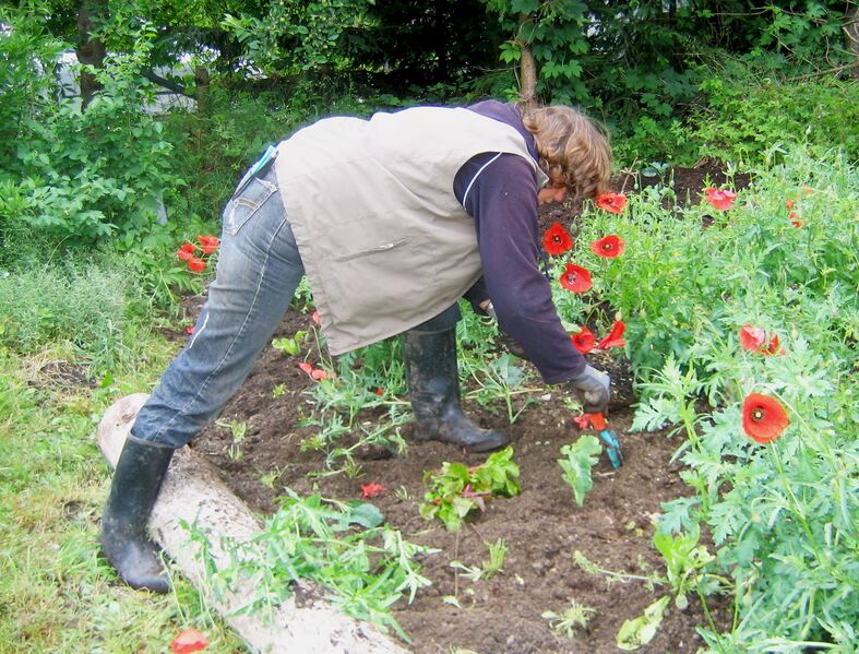 Datei:Neues Gartenbeet Frieda 09.jpg