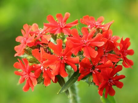 Brennende Liebe in Blüte