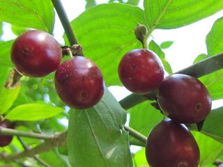 fast reife Dirndln auf dem Strauch