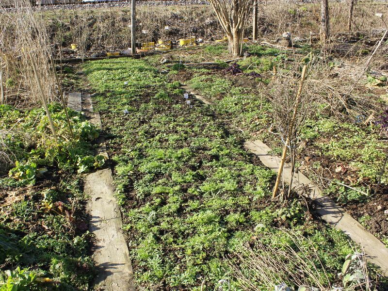 Datei:SG Beete März 9.jpg