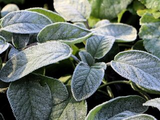 Salbei im ersten Reif