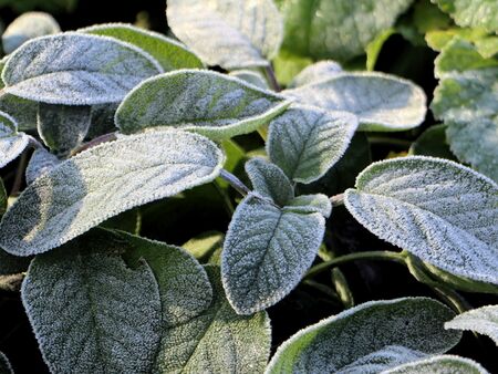 Salbei im erster Reif