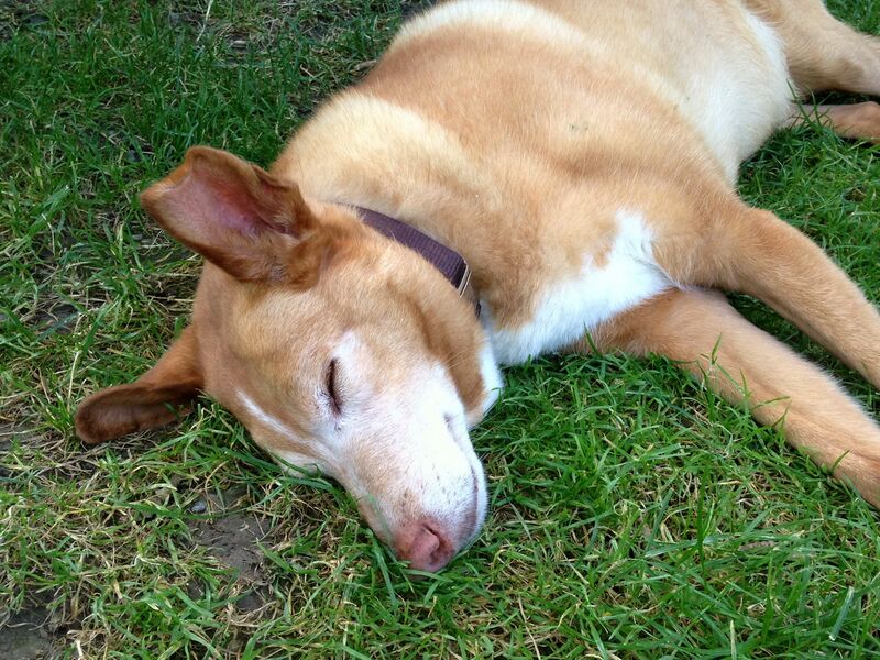 Datei:Silvester Hunde Fam Lecker .jpg