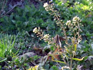 Hirtentäschel im späten März
