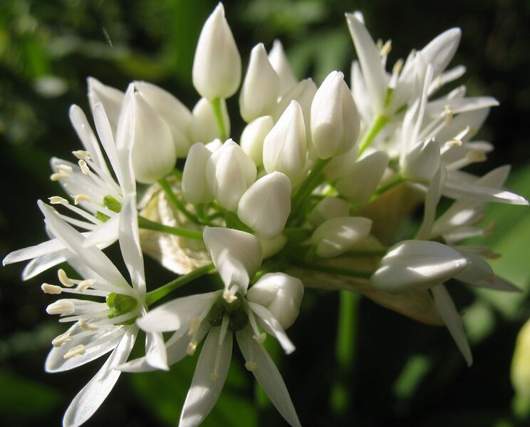 Datei:Bärlauchblüte7.jpg