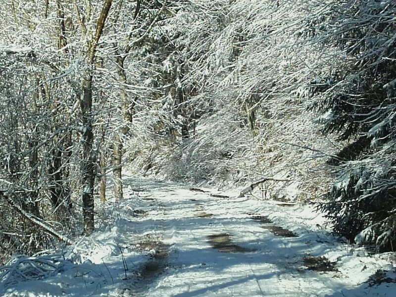 Datei:SD Waldweg zu Silvester.jpg