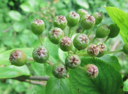 Apfelbeere (Aronia) - grüne Frucht