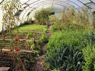letzte Paradeiser im Folientunnel Sept