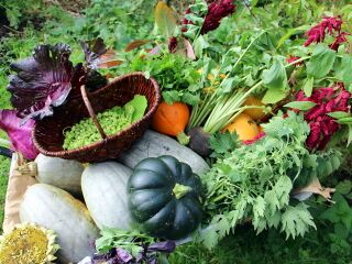 Ernte-Scheibtruhe Ende Oktober