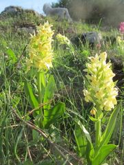 Orchideen am Eisenstein