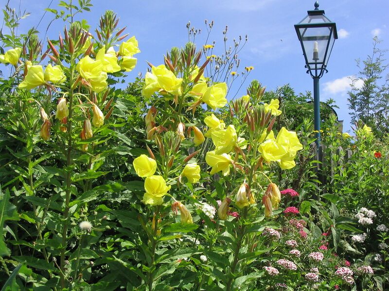 Datei:SG Nachtkerzen im Südgarten.jpg