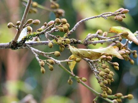 fertige Dirndlknopsen schon im August - Geheimnis der frühen Blüte
