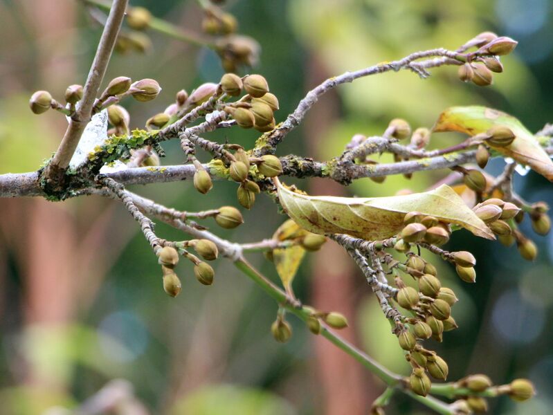 Datei:Dirndlknopsen Fülle.JPG