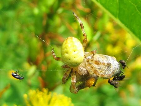 nützliche Spinnen im Naturgarten