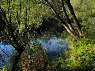 Idylle am Naturteich im Naturgarten