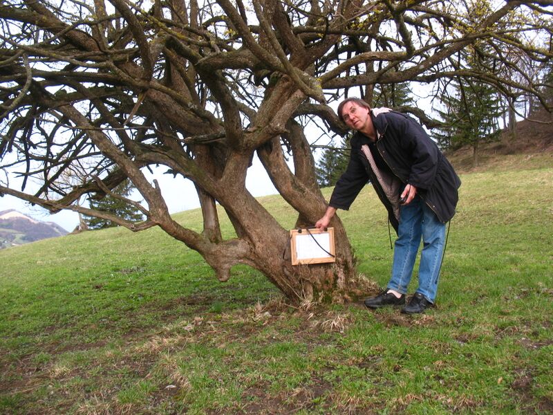 Datei:Dirndlkartierung Erwin0.JPG