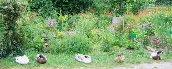 Laufenten im Produktionsgarten