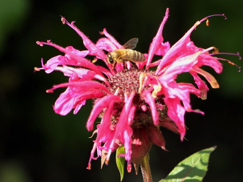 Datei:SG Biene auf Monarde.JPG