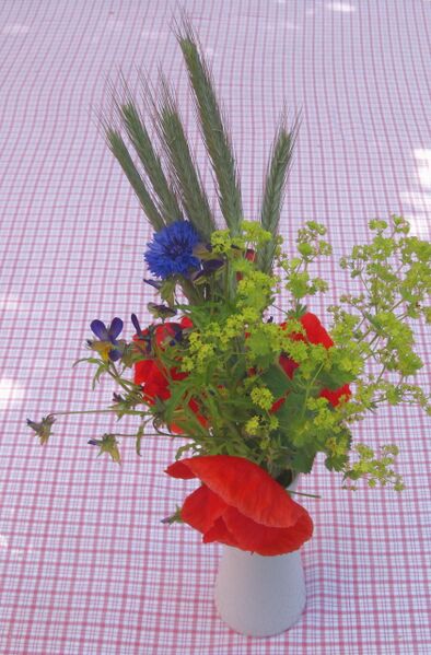 Datei:SG Mohnblüten strauß.jpg