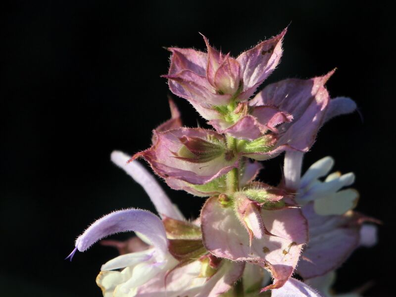 Datei:SG Blüte Muskatellersalbei2.JPG