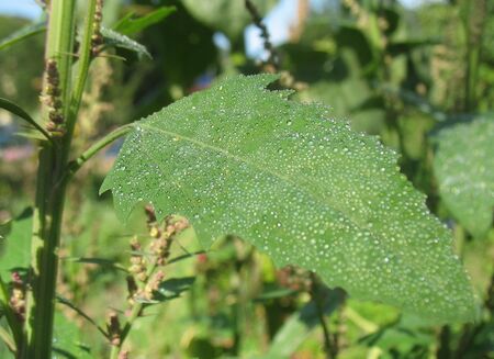 einzelnes Meldeblatt